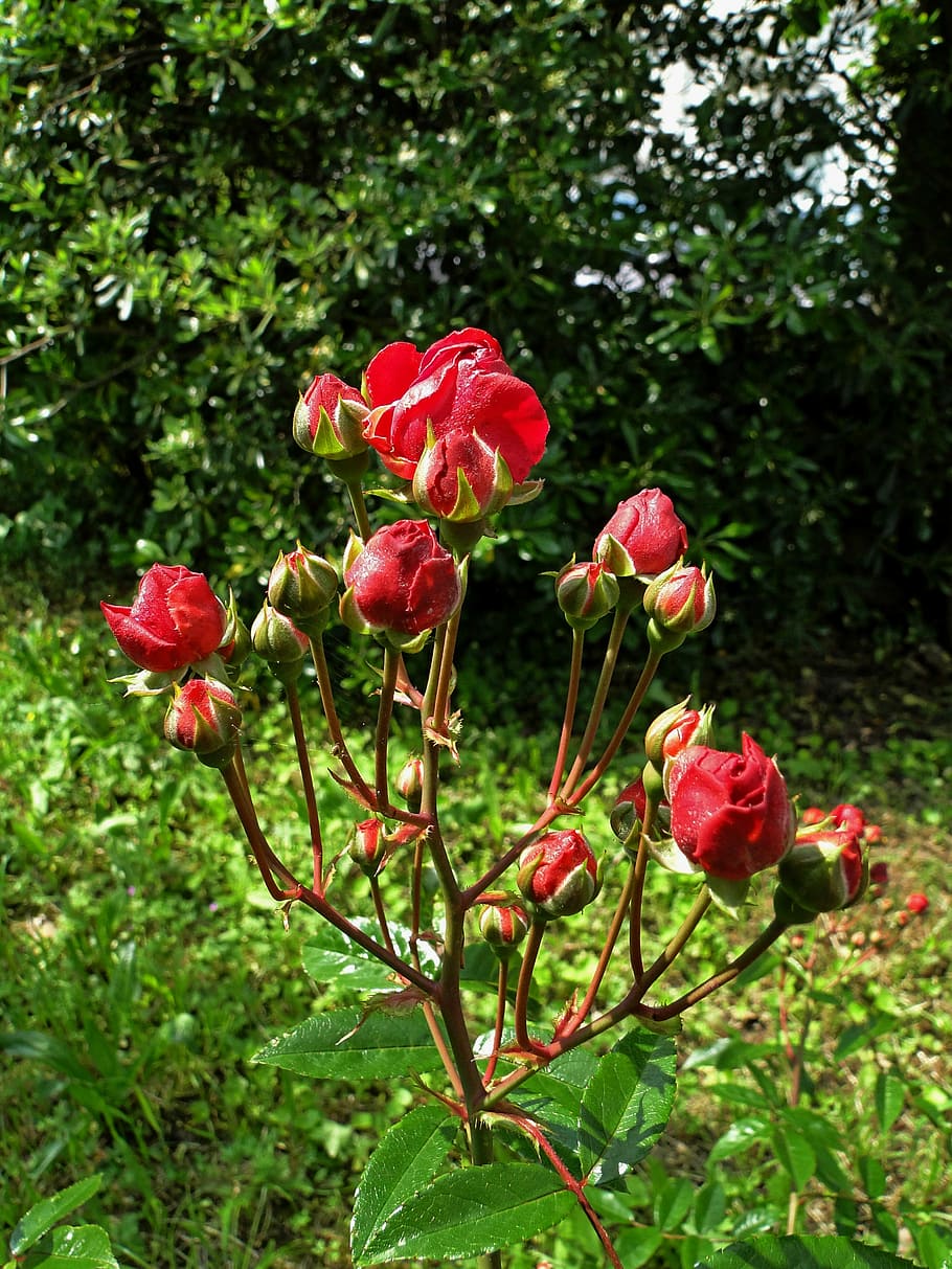 flower, nature, flora, leaf, garden, plant, flowering plant HD wallpaper