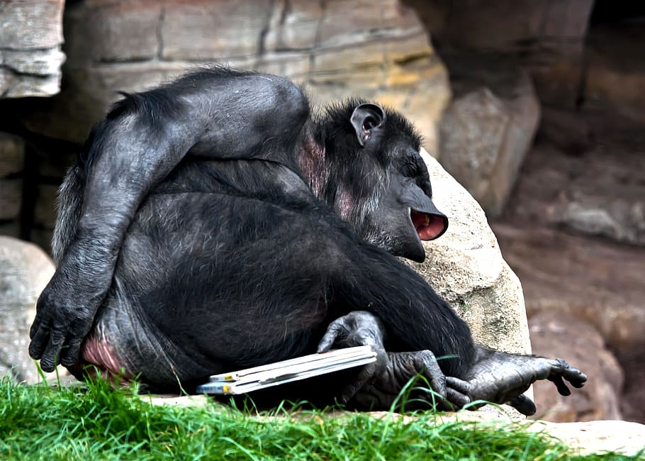primate photo, monkey, laugh, chimpanse, cheeky, mammal, animal HD wallpaper