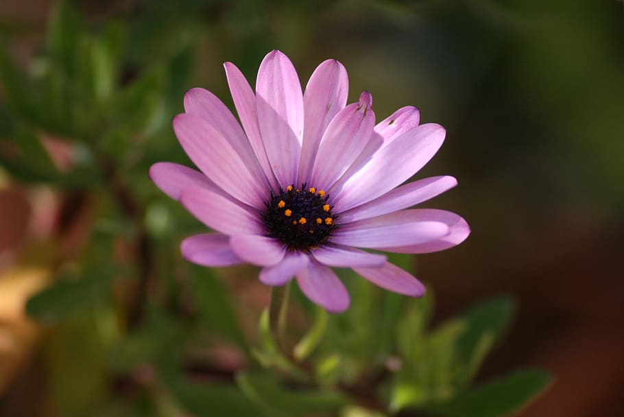 Flower, Gerbera, Summer, rosa, gerberas, petal, nature, fragility HD wallpaper