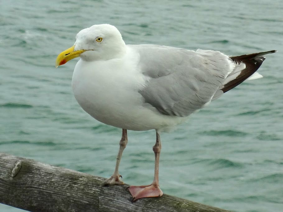 gull, seagull, bird, animal, animal themes, vertebrate, one animal HD wallpaper
