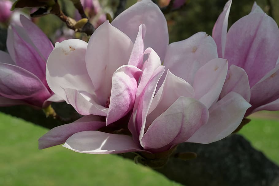 flower, plant, yolanda's-magnolia, nature, garden, flowers, HD wallpaper