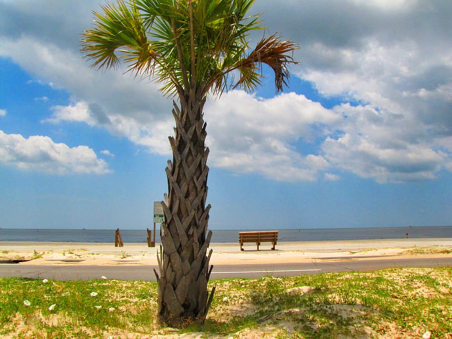 gulf, coast, beach, tree, organic, agriculture, outdoors, environment HD wallpaper