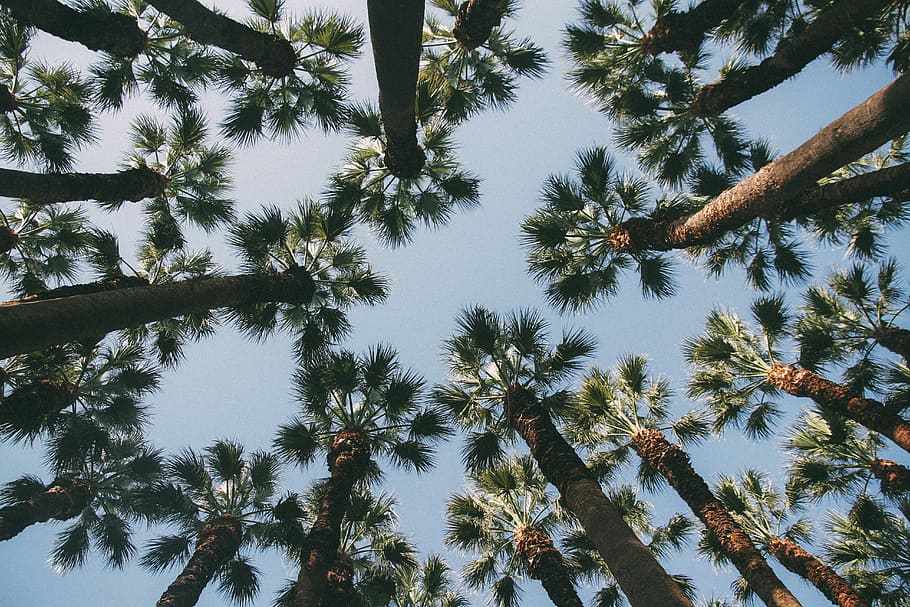 low-angle photography of palm trees, low angle view photography of palm trees HD wallpaper