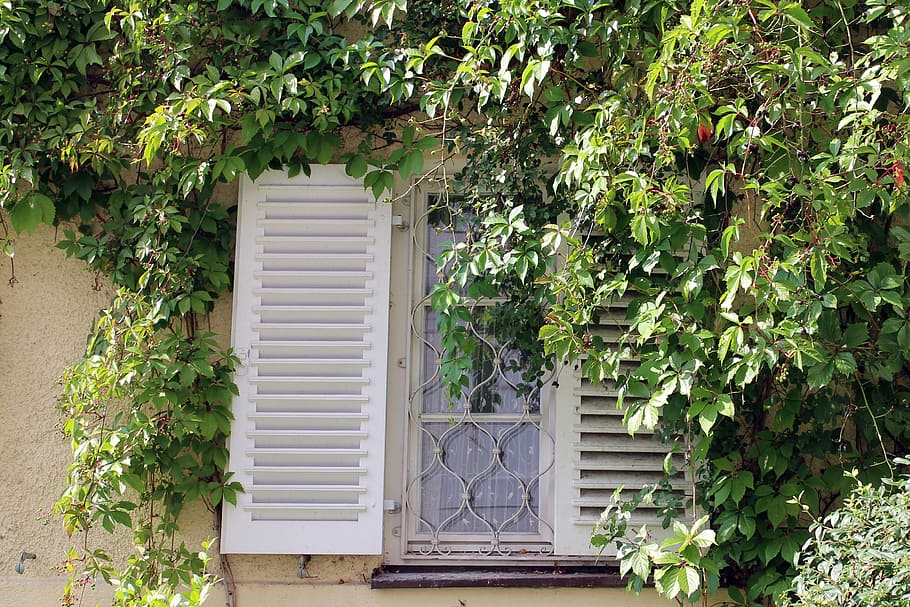 window, ivy, wine partner, wall, facade, climber, ingrowing HD wallpaper