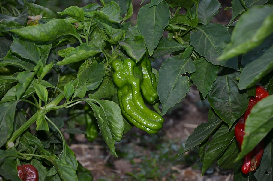 Pepper, Green, Garden, Garden, Vegetable, organic food, healthy HD wallpaper
