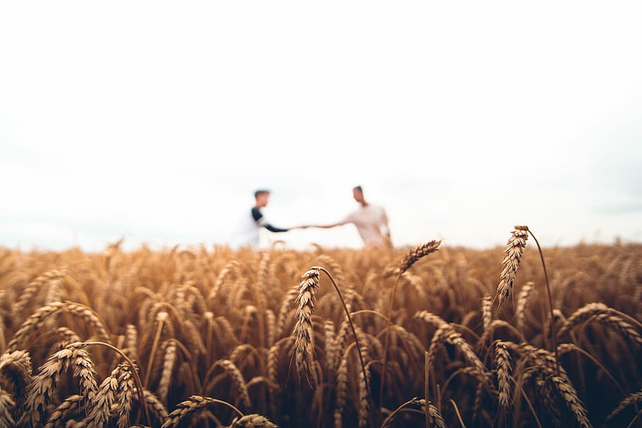 two persons standing on wheat field, two man standing on field of wheat HD wallpaper