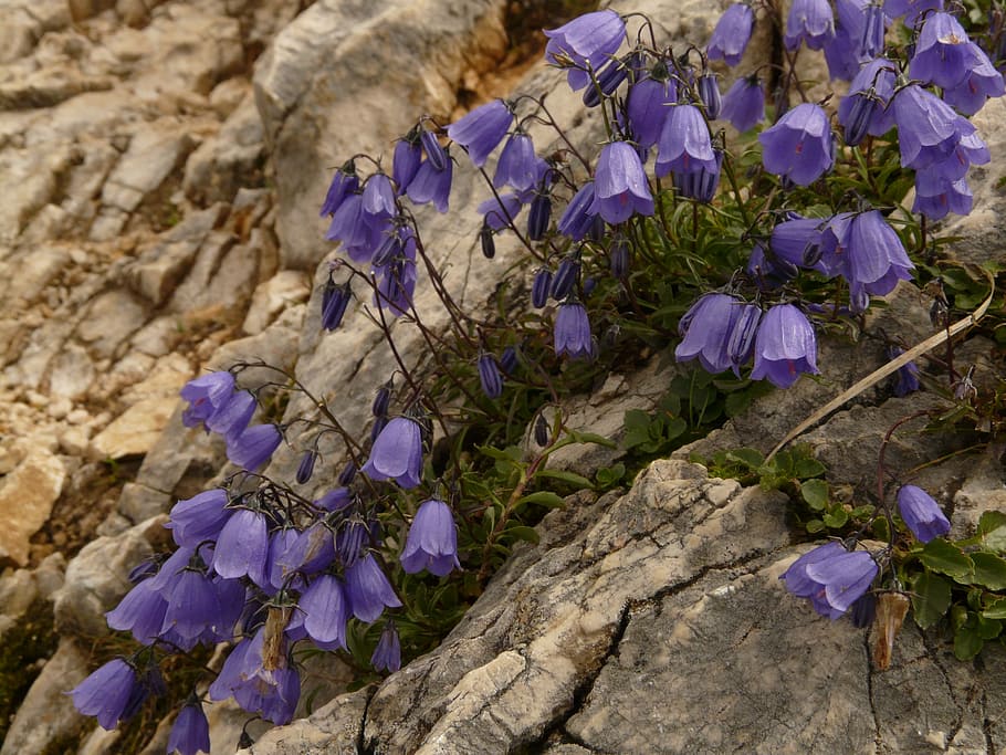 Campanula cochleariifolia 1080P, 2K, 4K, 5K HD wallpapers free download