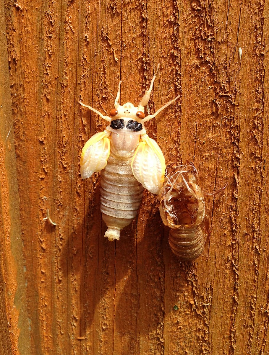 Cicada, Molted, Shell, Magicicada, moulted, 17-year, seventeen year HD wallpaper