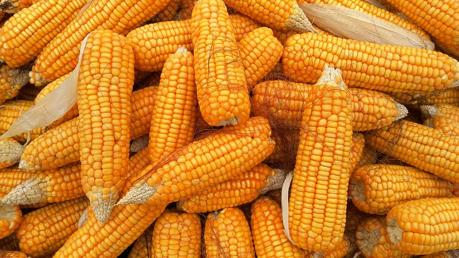 yellow corn lot, food, organic, healthy, agriculture, vegetable, HD wallpaper