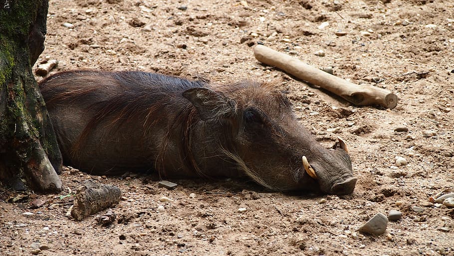 boar, zoo, animal, animal themes, animal wildlife, land, vertebrate HD wallpaper