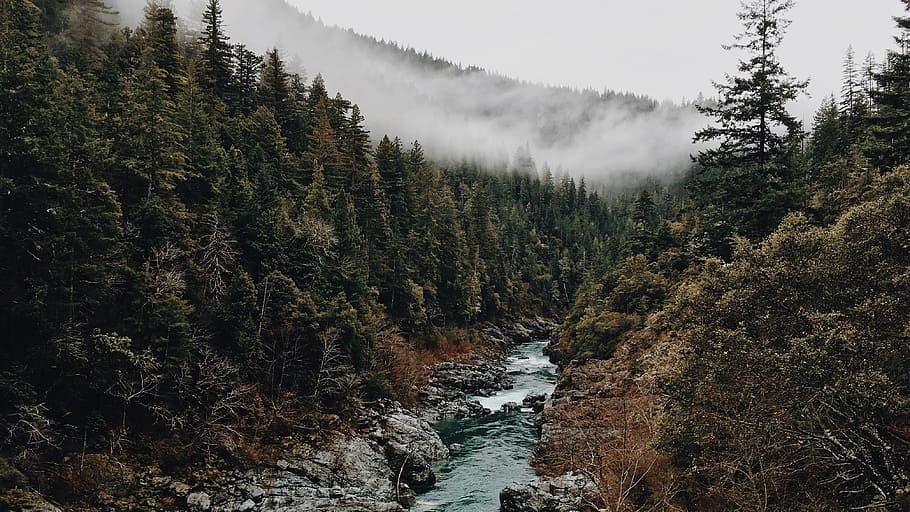 river in between of tall trees with fogs at daytime, forest HD wallpaper