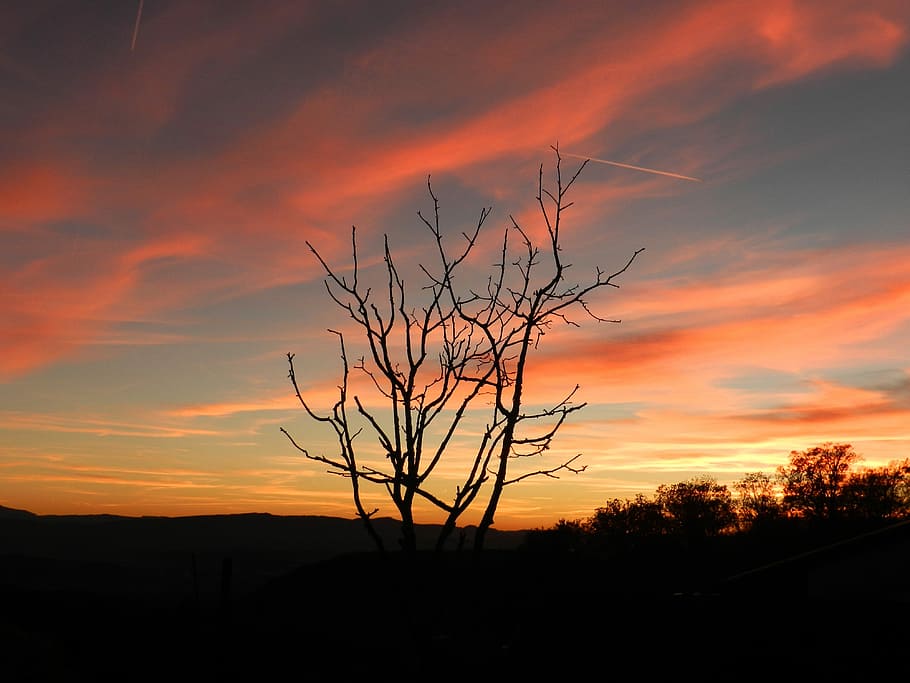 Sunset, Evening, Tree, Clouds, evening sky, silhouette, dramatic sky HD wallpaper