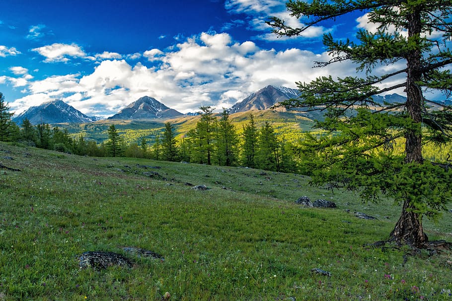 landscape, nature, sky, clouds, conifer, countryside, daylight HD wallpaper
