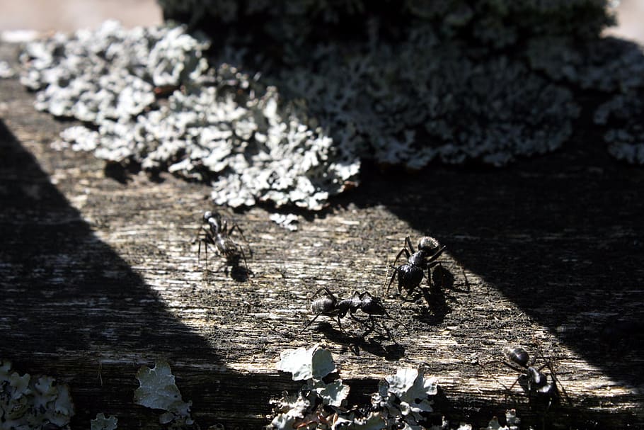 ants, industrious, nature, insects, equip, work, no people HD wallpaper