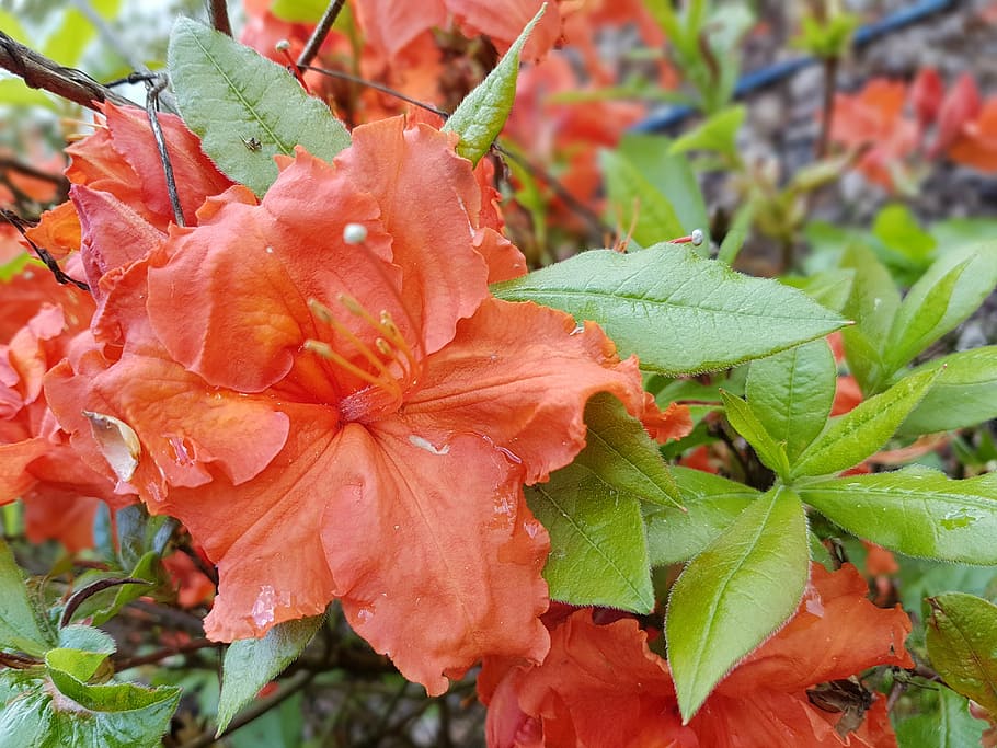 flowers, spring, azalea, azaleas, growth, plant, leaf, plant part HD wallpaper