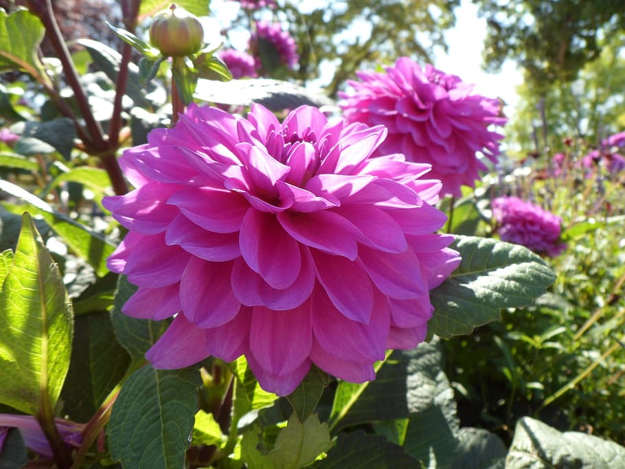 flower, nature, plant, spring, pink flower, harbinger of spring HD wallpaper