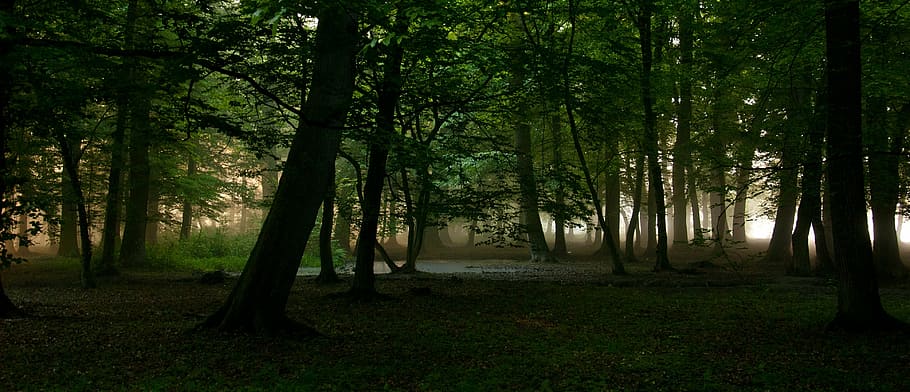 green forest surrounded by fogs, morning, nature, trees, sunrise HD wallpaper