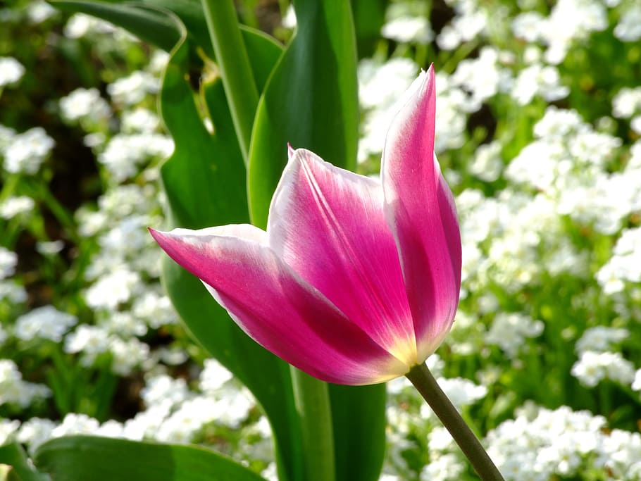 flower, spring, tulips, flower bed, south park, close, plant HD wallpaper
