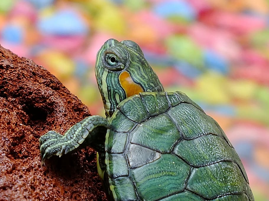 green turtle on brown rock, animals, water creature, loggerhead sea turtle HD wallpaper