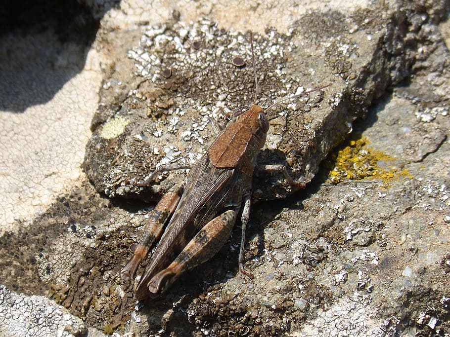 grasshopper, lobster, texture, rock, lichen, camouflage, orthopteron HD wallpaper
