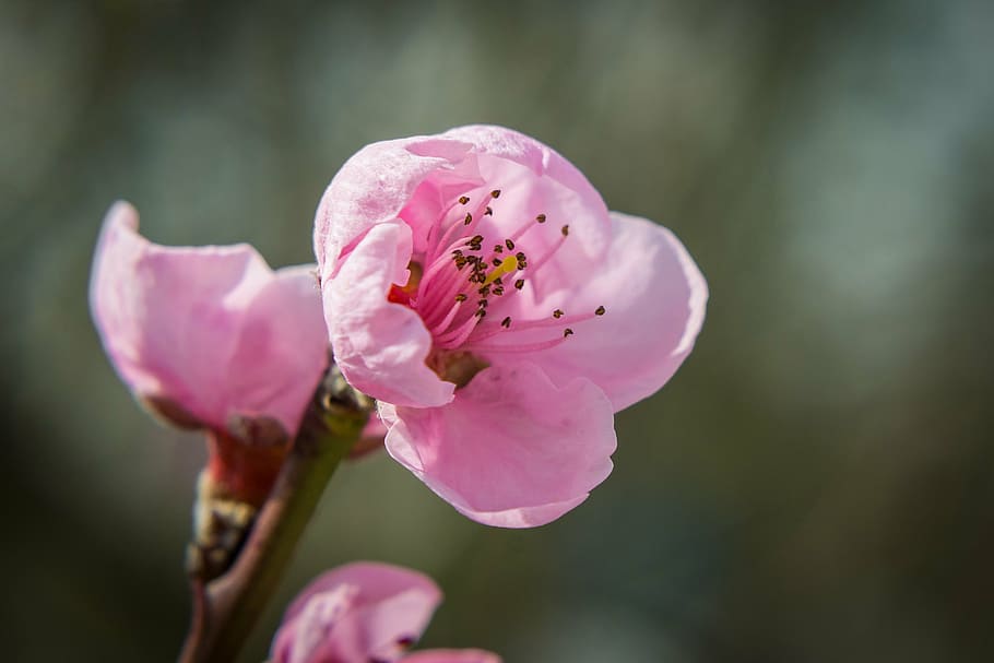 blossom, bloom, spring, nectarine, nature, pink, nectarine blossom HD wallpaper