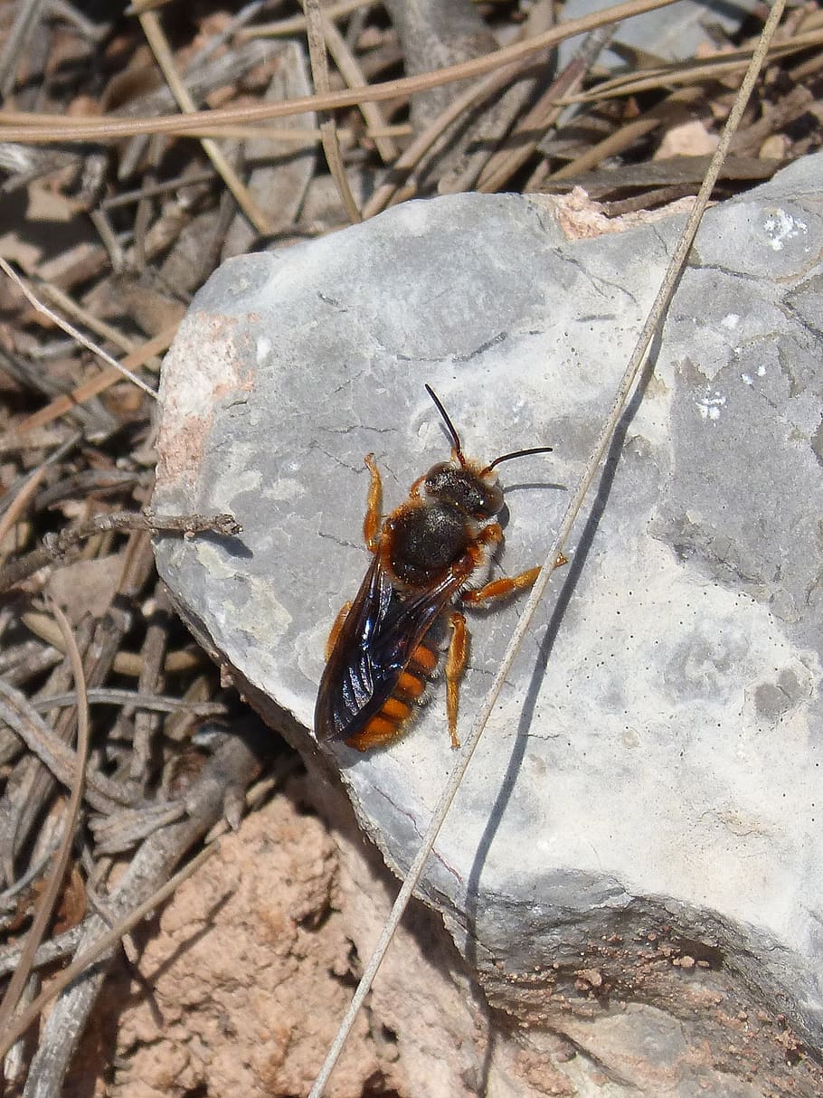 orange bee, wasp, rock, animal themes, one animal, animal wildlife HD wallpaper