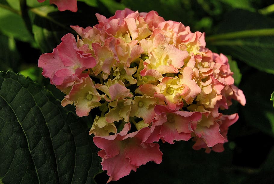 nature, plant, hydrangea, flower, leaf, garden, pink color HD wallpaper