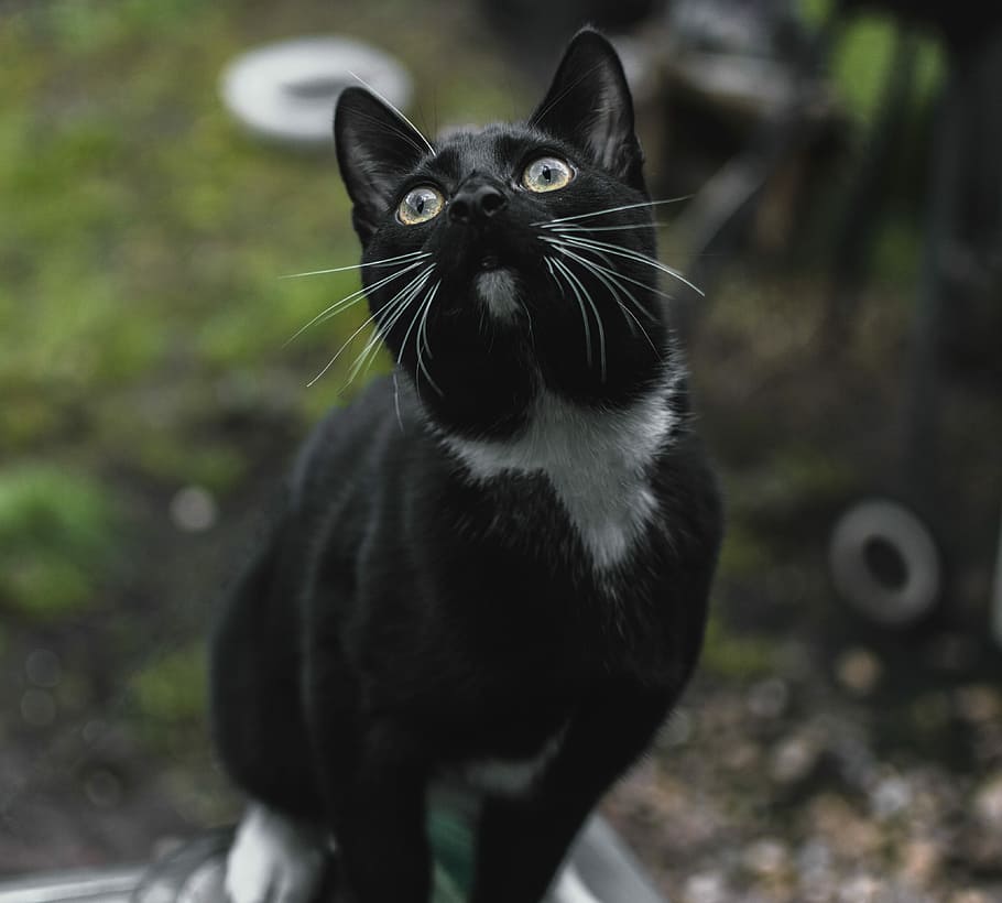 cat, animals, nature, fur, charming, mammals, pets, at the court of HD wallpaper