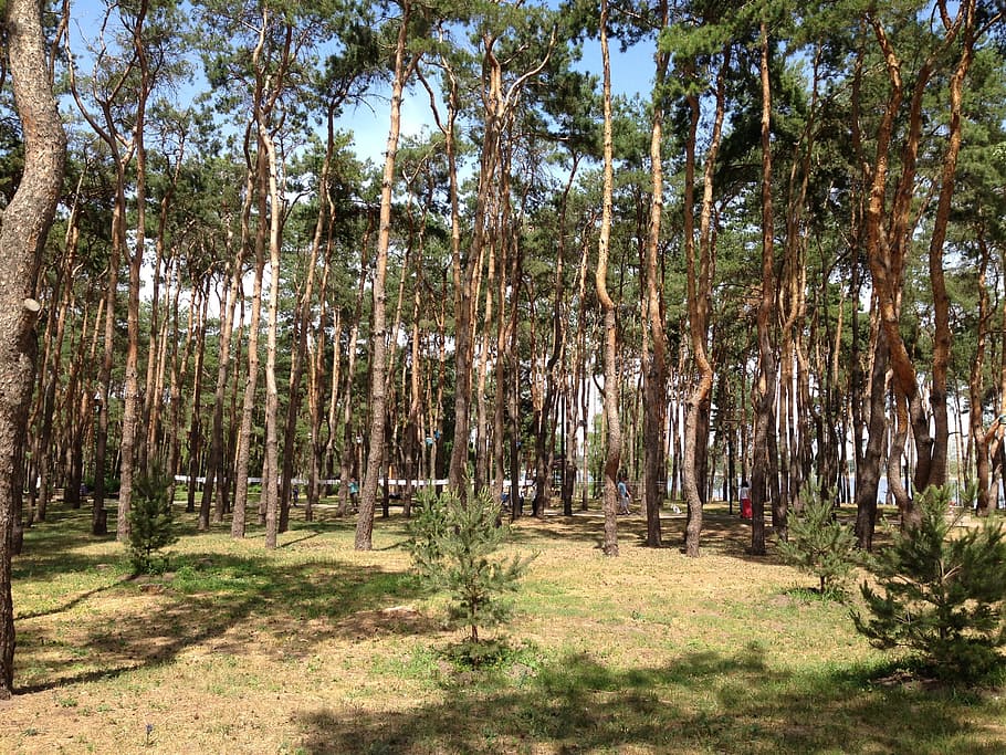 forest, pine, trees, needles, russia, voronezh, spruce, living nature HD wallpaper