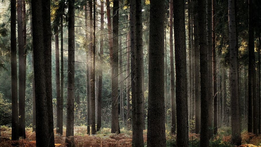 Forest, Sunbeam, Sunlight, autumn, sunset, sunrise, mythology HD wallpaper