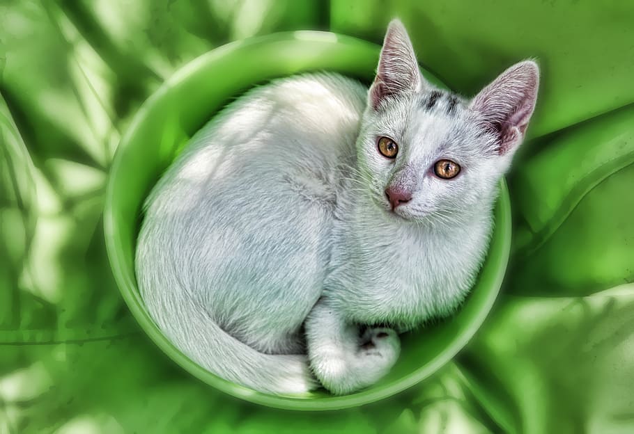 cat, kitten, cute, green, animal, domestic, feline, white, fur HD wallpaper