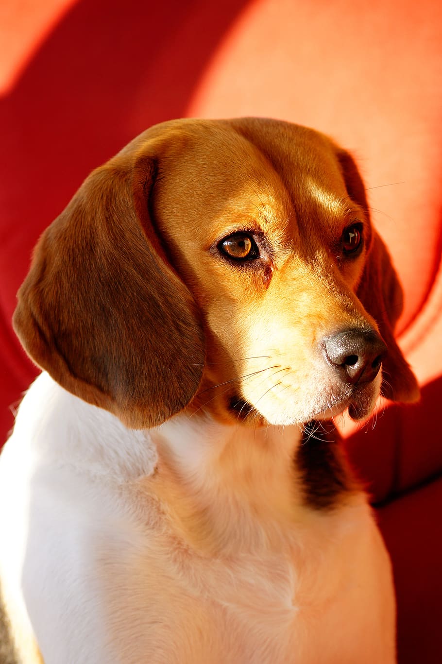 dog, beagle, intense look, light, color, animal, domestic, familiar, HD wallpaper