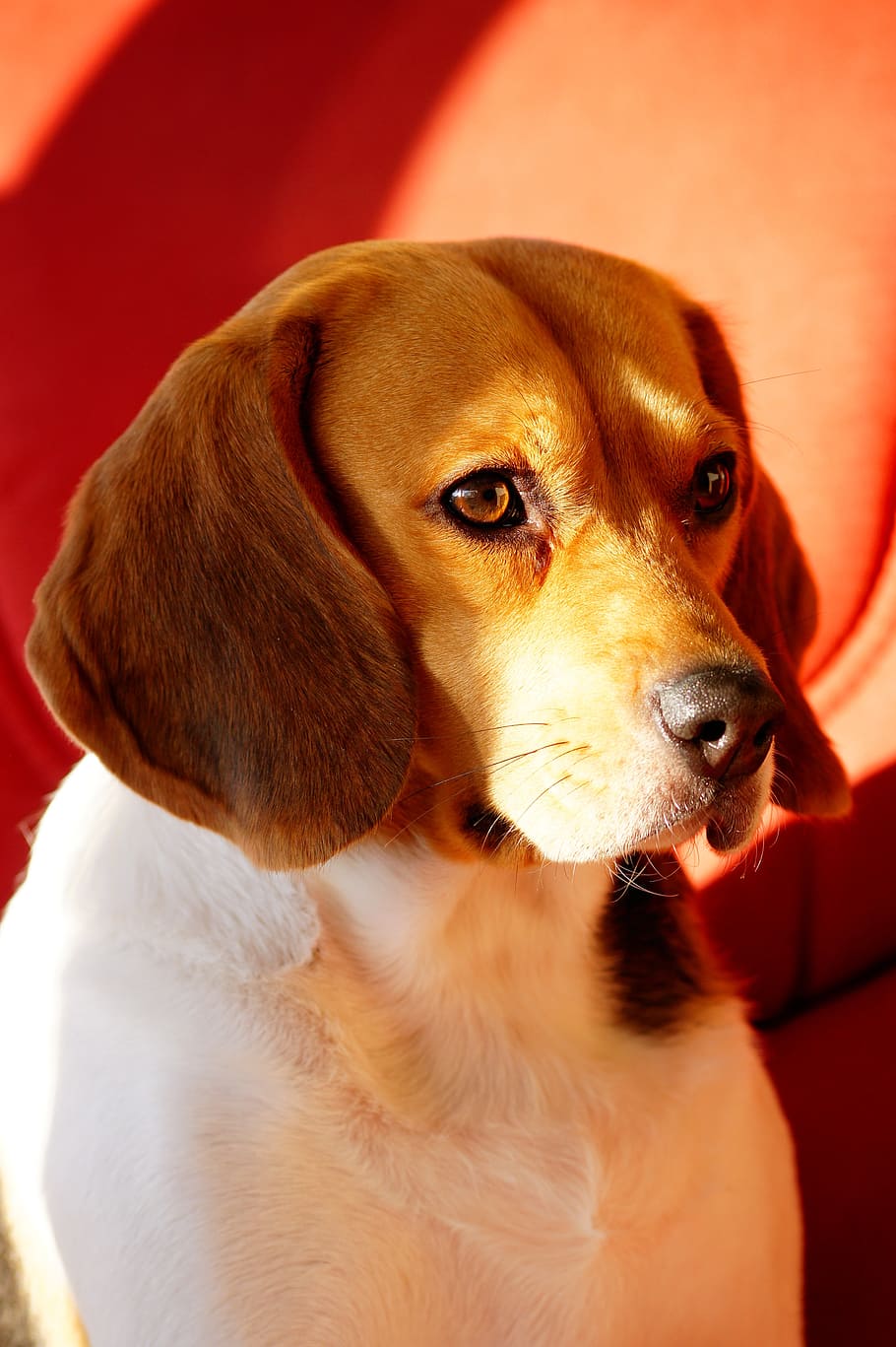 dog, beagle, intense look, light, color, animal, domestic, familiar HD wallpaper