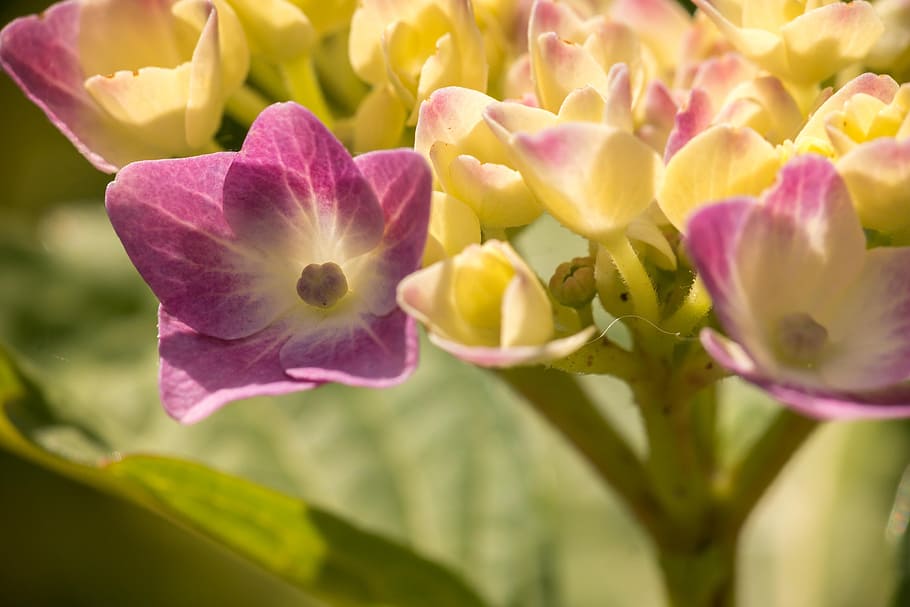 hydrangea, bloom, grow, flower, green, pink, nature, garden HD wallpaper