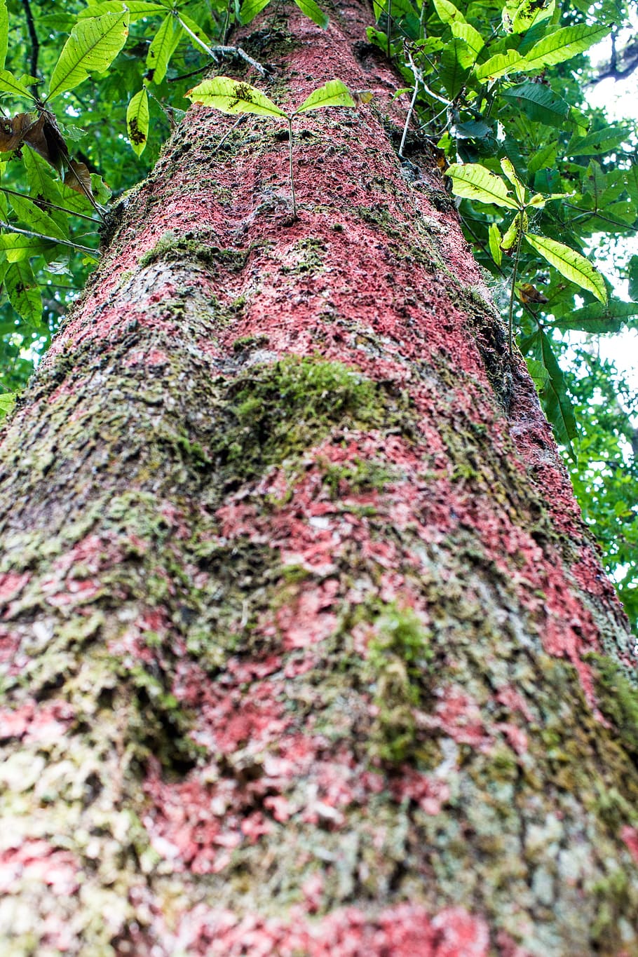 trunk, tree, wood, forest, colorful, nature, plant, tree trunk HD wallpaper
