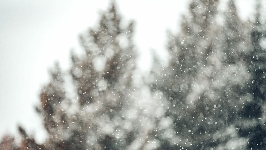 untitled, snow, trees, snowing, snowflake, wilderness, landscape HD wallpaper