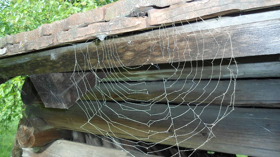 Spider, Network, Arachnid, Insect, nature, summer, cobweb, no people HD wallpaper