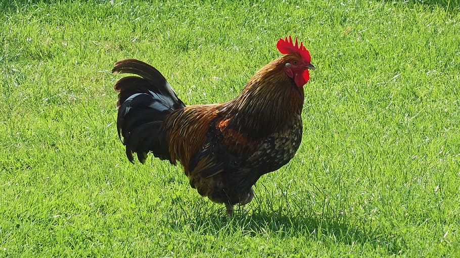haan, bird, poultry, feathers, livestock, chicken - bird, domestic animals HD wallpaper
