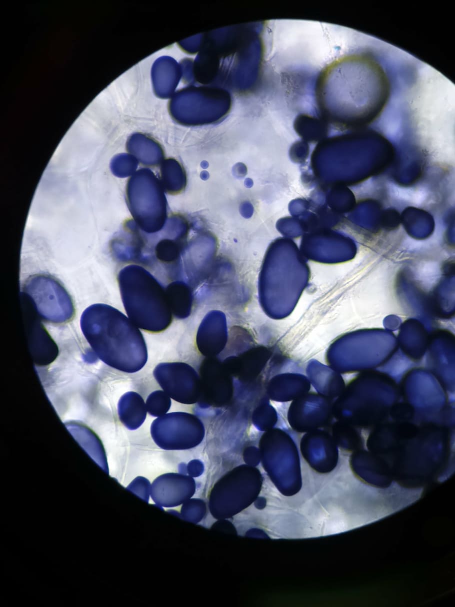 microscope, amyloplasts, leucoplastos, cell, starch, biology HD wallpaper