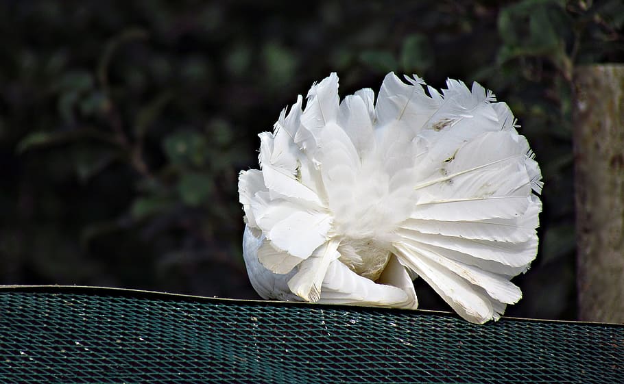 dove, white, tail, pen, flower, white color, beauty in nature HD wallpaper