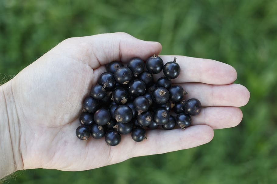 person holding bunch of fruits, currant, black, hand, handful HD wallpaper