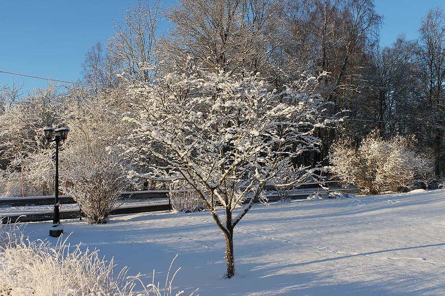 winter, uppsala, cold, snowy, nature, cold temperature, tree HD wallpaper