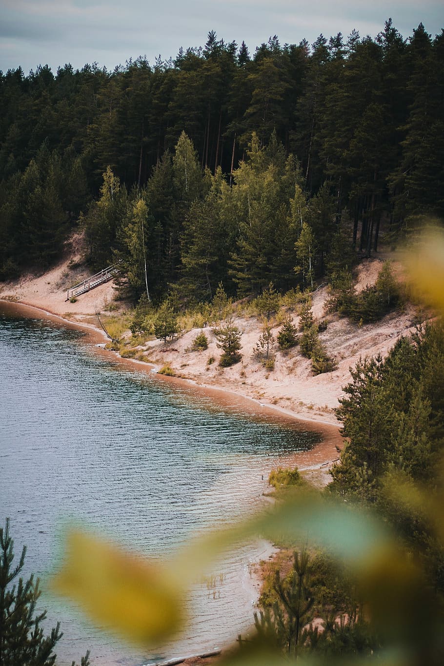 forest beside sea, aerial photography of forest near lake, wallpaper HD wallpaper