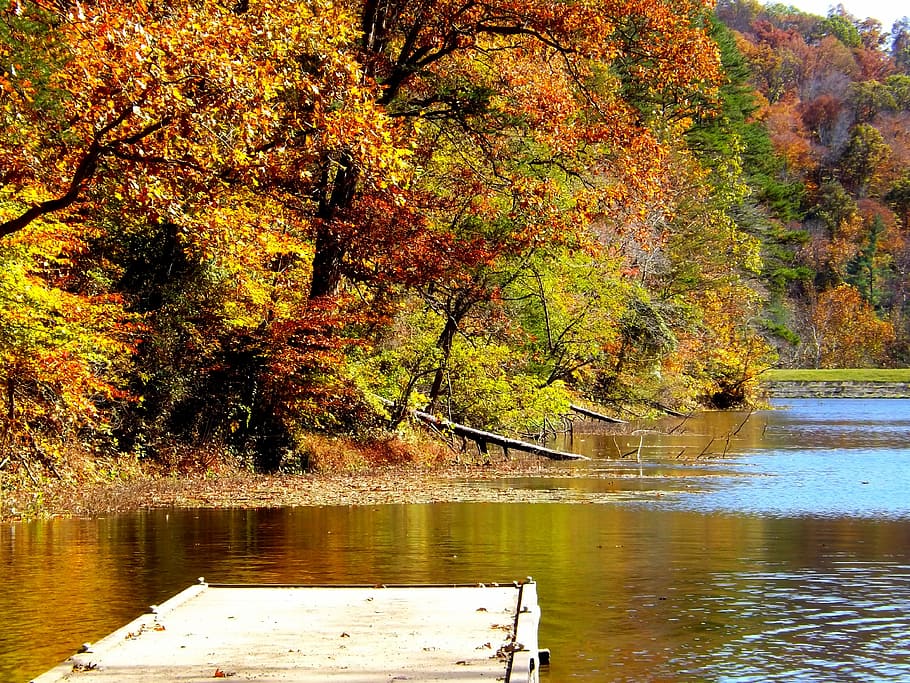 Lake, Fall, Trees, Leaves, Autumn, nature, season, forest, leaf HD wallpaper