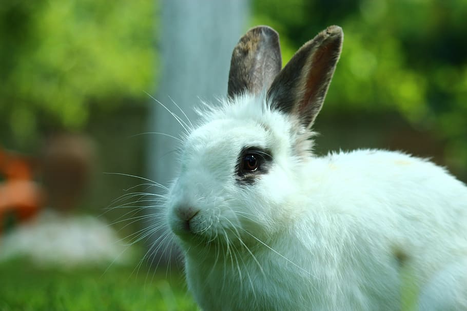 rabbit, animal, long-eared, white rabbit, mammal, animal themes HD wallpaper