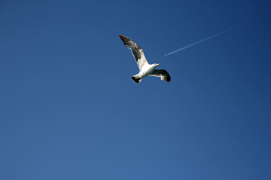 seagull, sky, tail, fly, blue, wallpaper, the sky, flying, one animal HD wallpaper