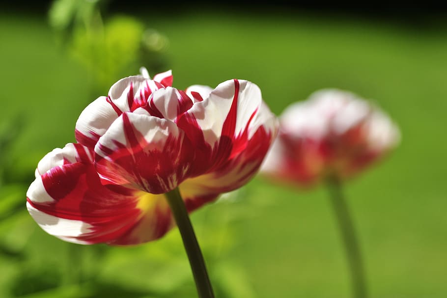 tulip, white, red, spring, early bloomer, green, garden, color, HD wallpaper