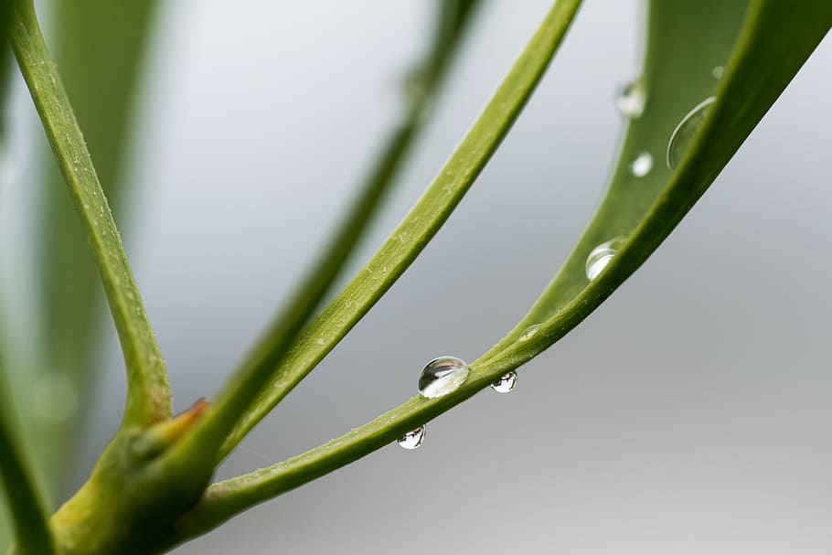 leaf, drip, drop of water, green, close, plant, green color HD wallpaper