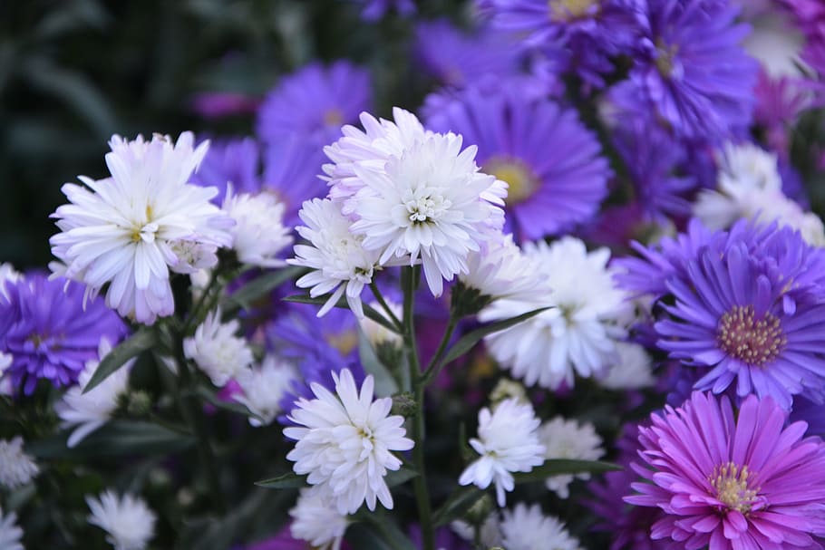 plant, plants, pomponettes, white, violet, nature, flower garden HD wallpaper