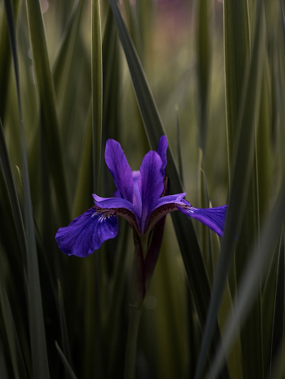 purple flower, close up photography of purple iris flower in bloom HD wallpaper